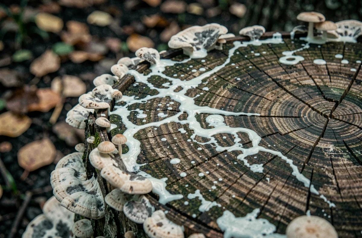 Gros plan sur une souche d'arbre en décomposition avec des champignons après application de lait ribot